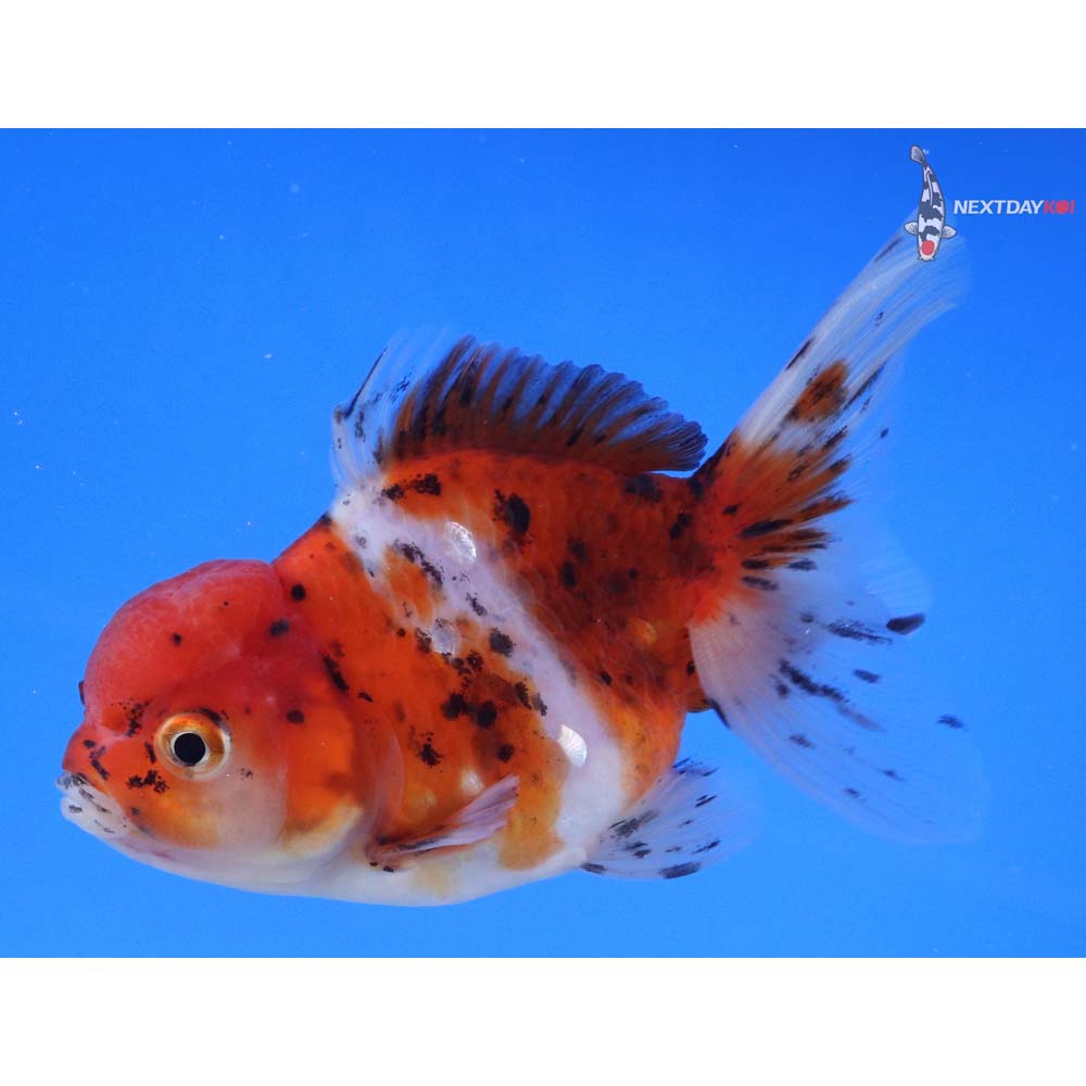 4” Imported Calico Oranda