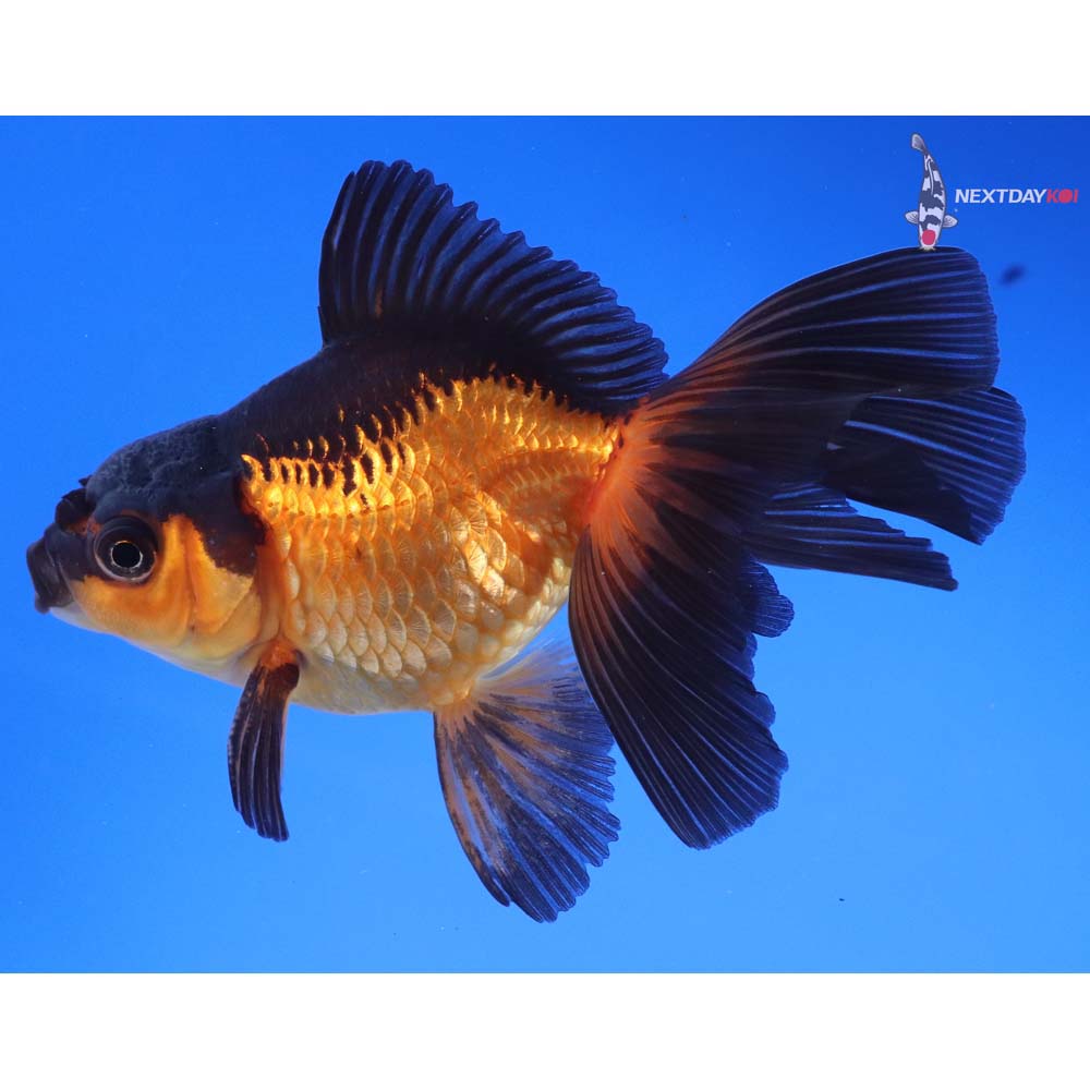 4” Imported Male Red and Black Oranda