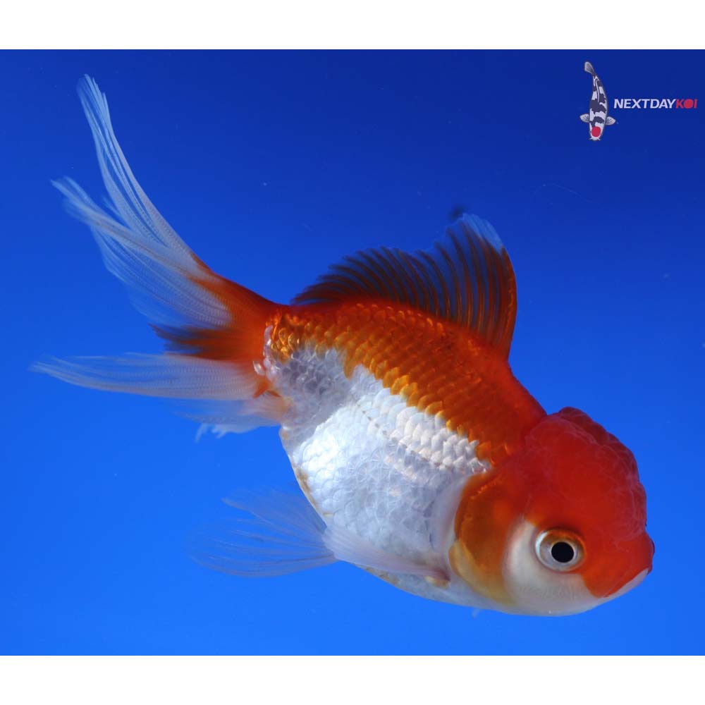 4.5” Imported Red and White Oranda