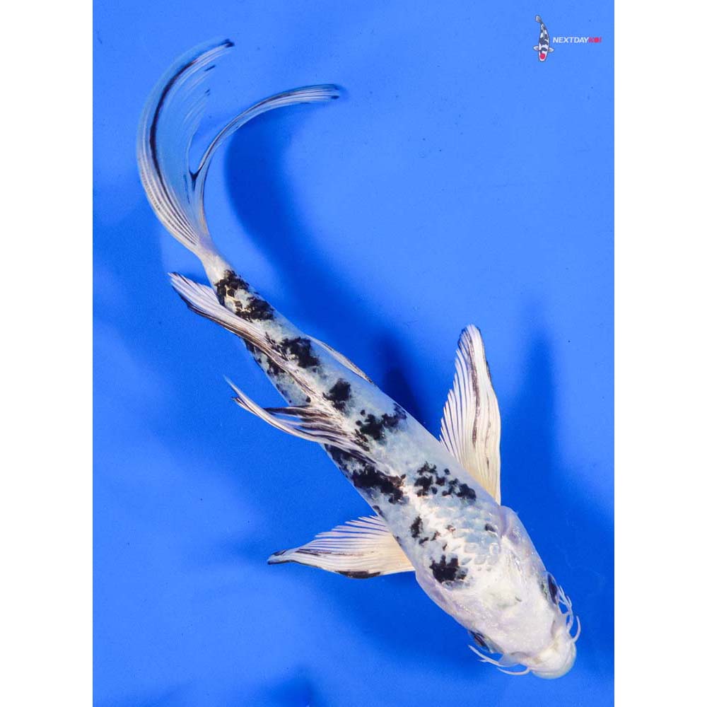 7” Imported Gin Shiro Bekko Butterfly Koi