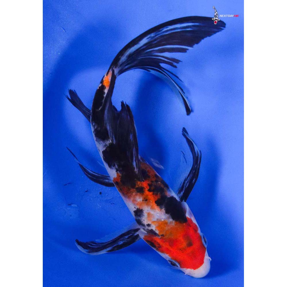7” Imported Sanke Butterfly Koi