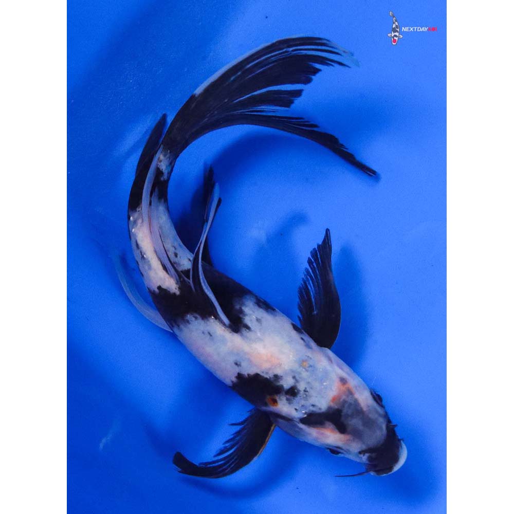 8” Imported Shiro Utsuri Butterfly Koi