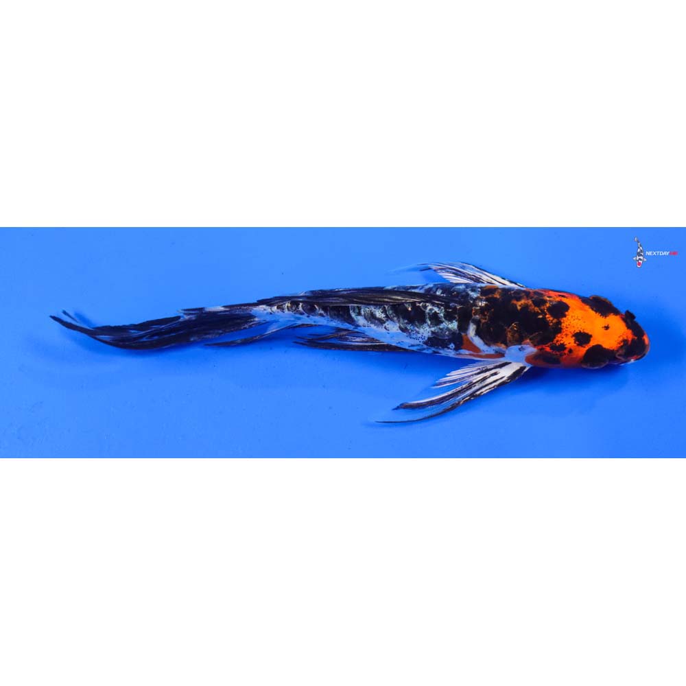 8” Imported Heisei Nishiki Butterfly Koi