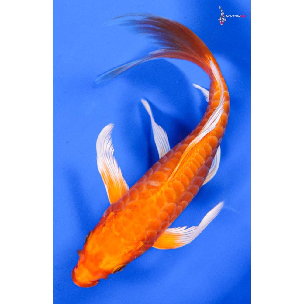 7” Imported Armor Scaled Orenji Ogon Butterfly Koi