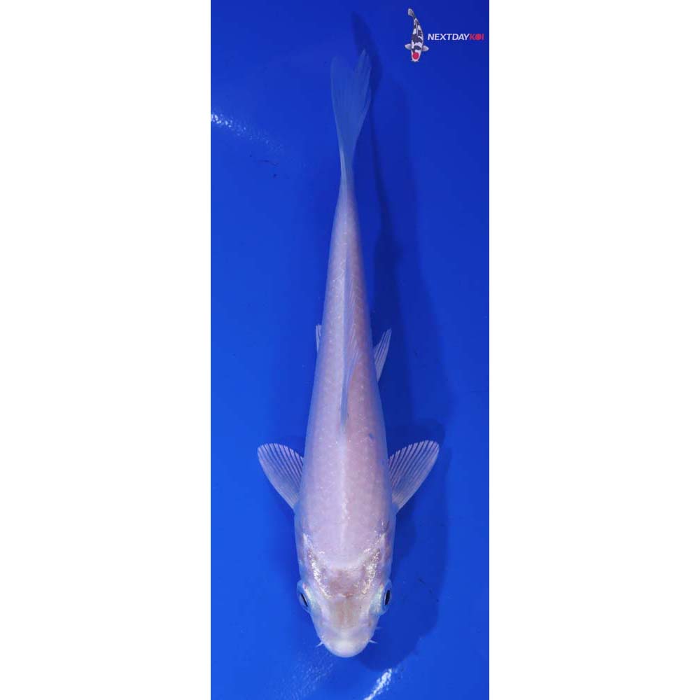 5” Imported Platinum Ogon