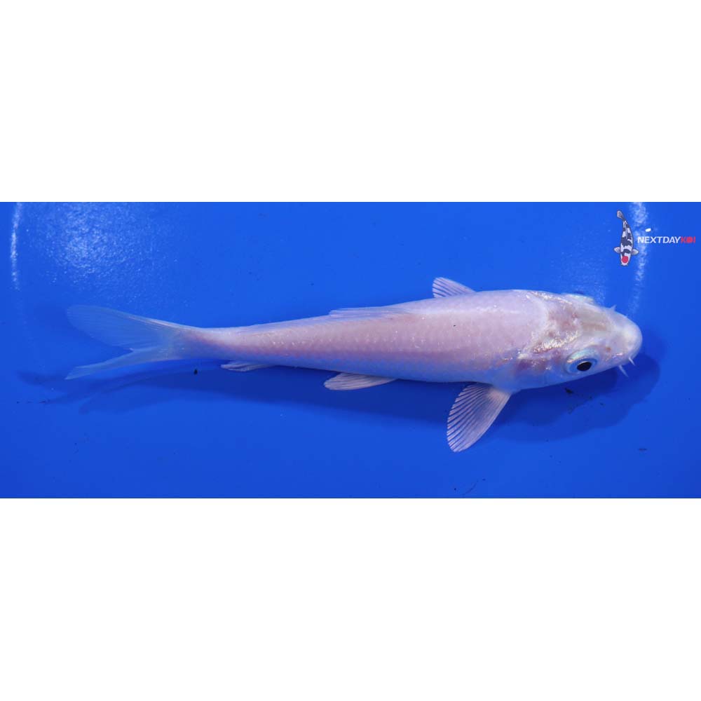 5” Imported Platinum Ogon