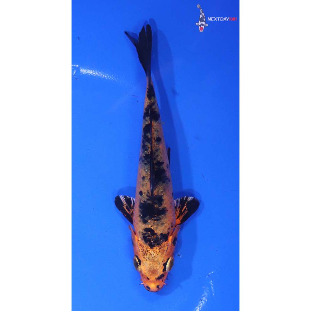 5.5” Imported Kin Aka Bekko