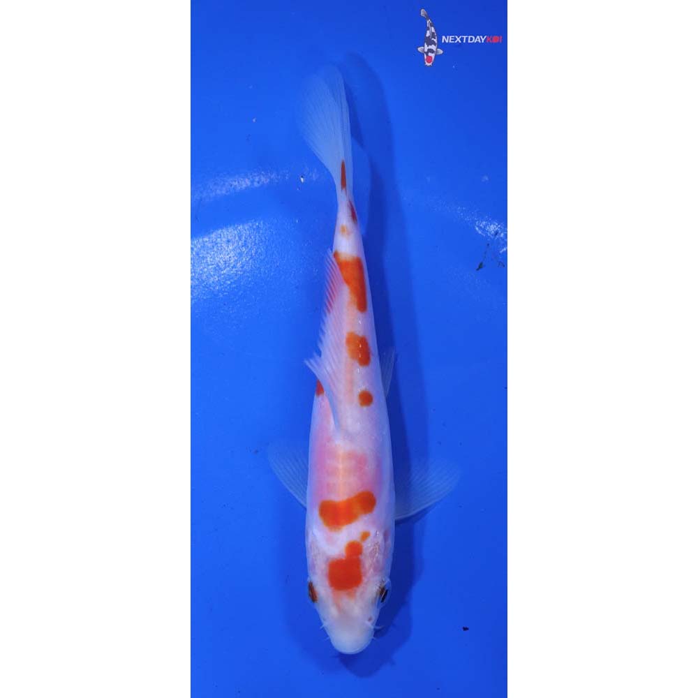 5” Imported Doitsu Kohaku