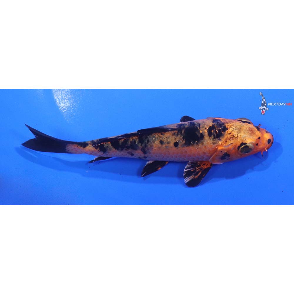 5.5” Imported Kin Aka Bekko