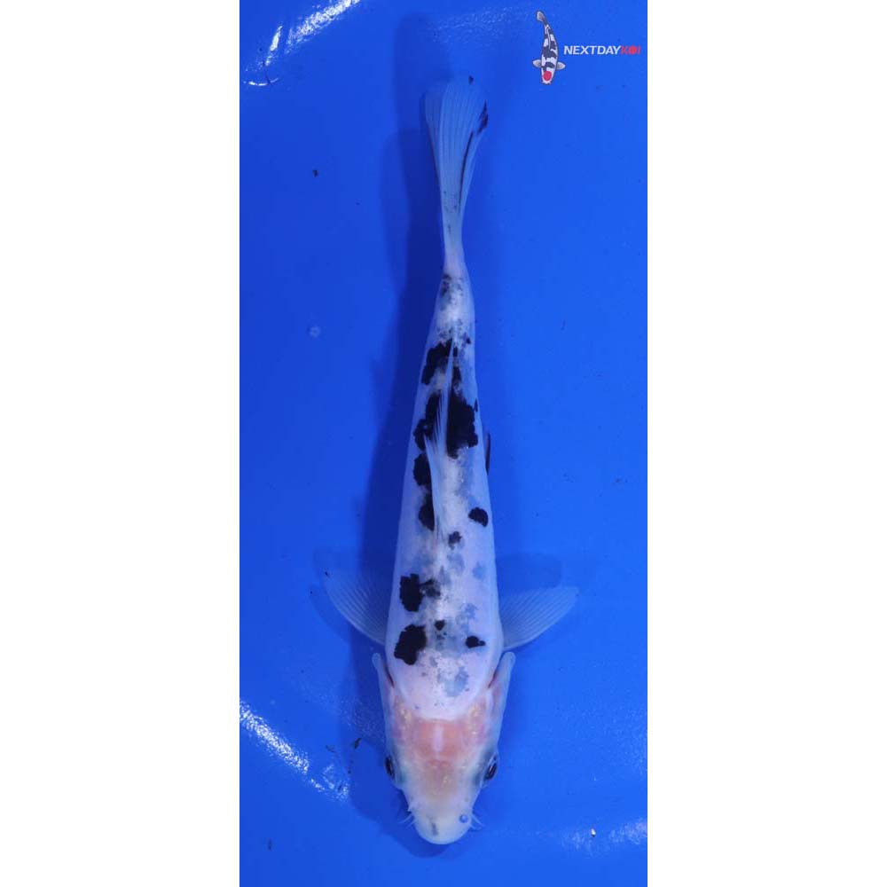 5.5” Imported Doitsu Shiro Bekko