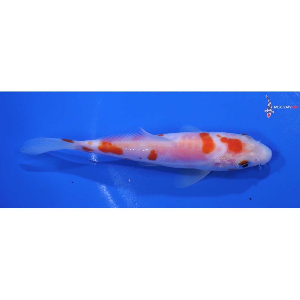 5” Imported Doitsu Kohaku