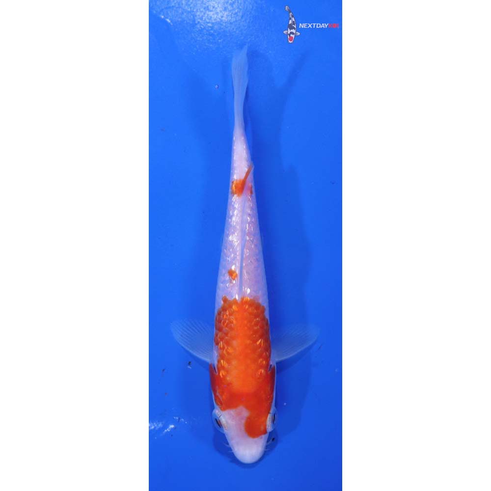 5.5” Imported Gin Rin Kohaku