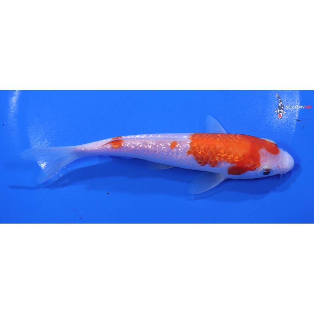 5.5” Imported Gin Rin Kohaku