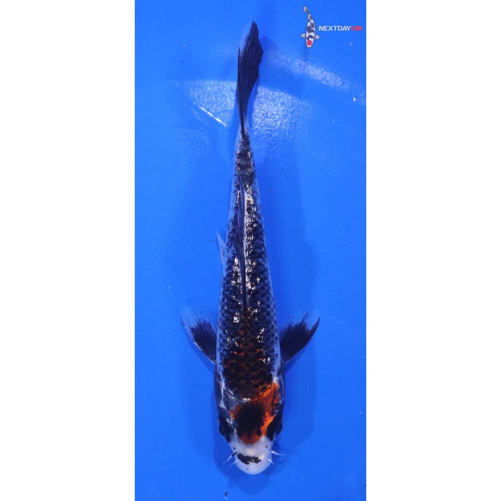 5.5” Imported Gin Rin Beni Matsukawabakke