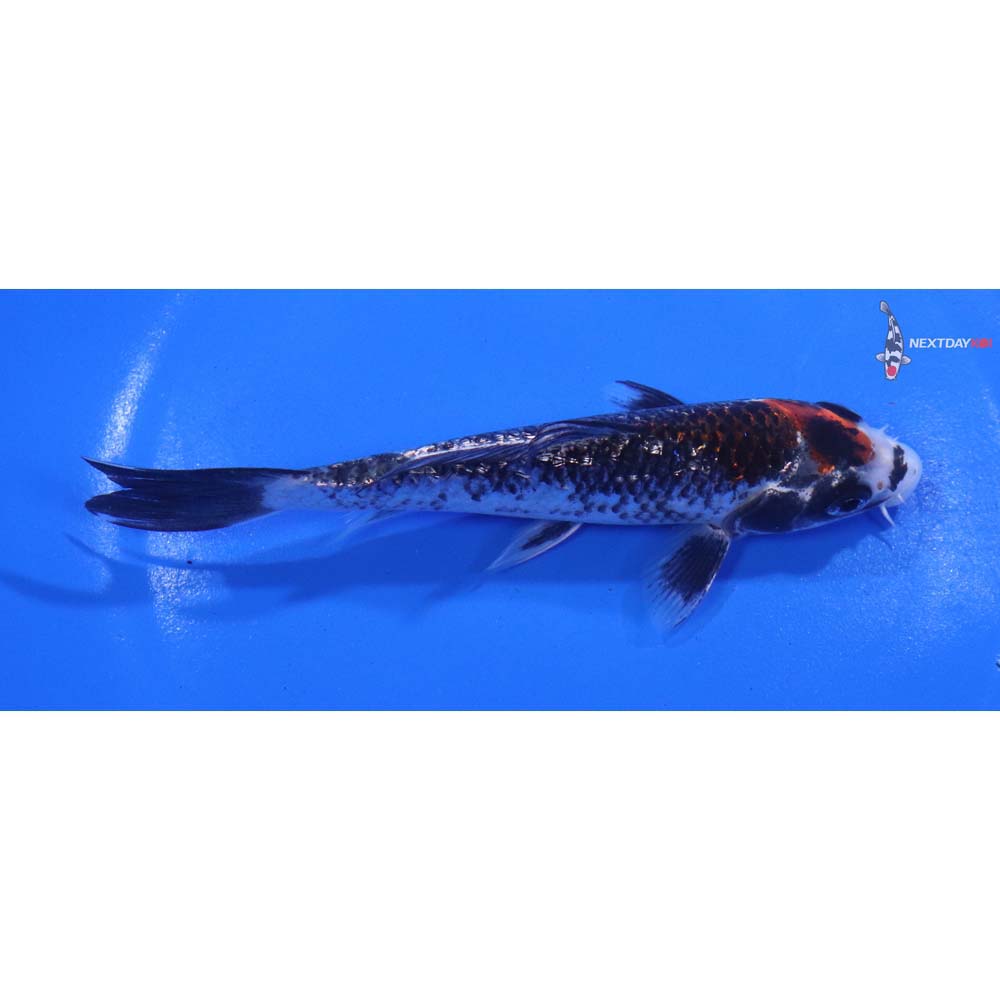 5.5” Imported Gin Rin Beni Matsukawabakke