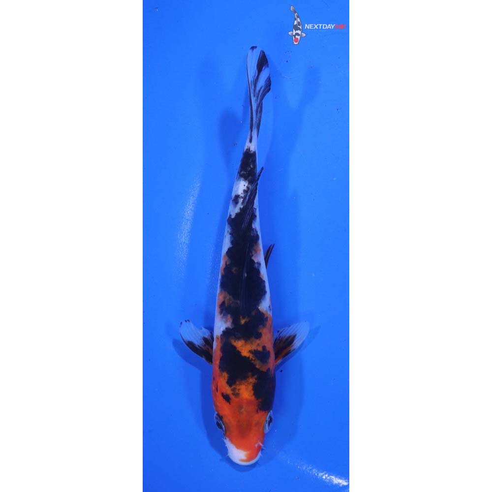 5.5” Imported Sanke