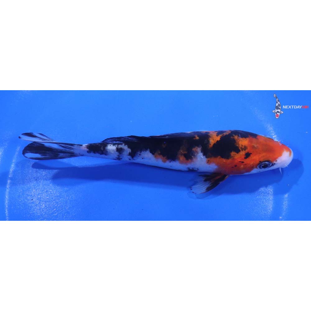 5.5” Imported Sanke