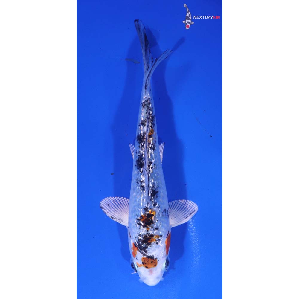 5” Imported Gin Rin Yamato Nishiki