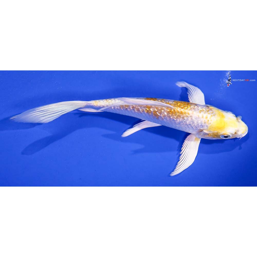 5.5” Imported Gin Rin Lemon Hariwake Butterfly Koi
