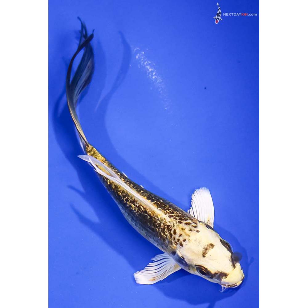 5.5” Imported Gin Rin Kujaku Butterfly Koi