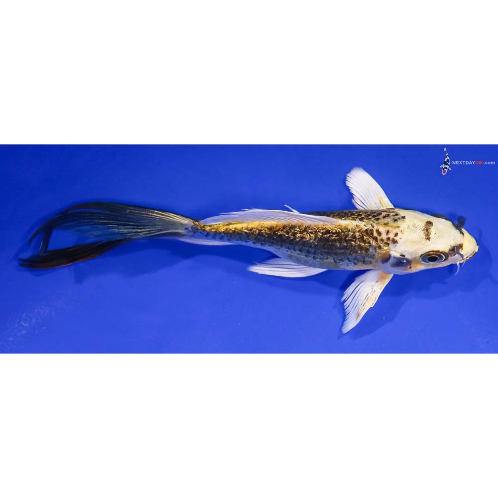 5.5” Imported Gin Rin Kujaku Butterfly Koi