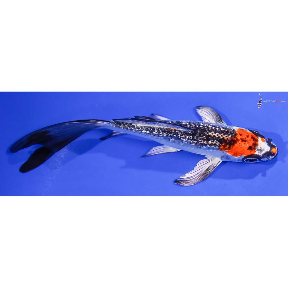 5.5” Imported Gin Rin Kujaku Butterfly Koi