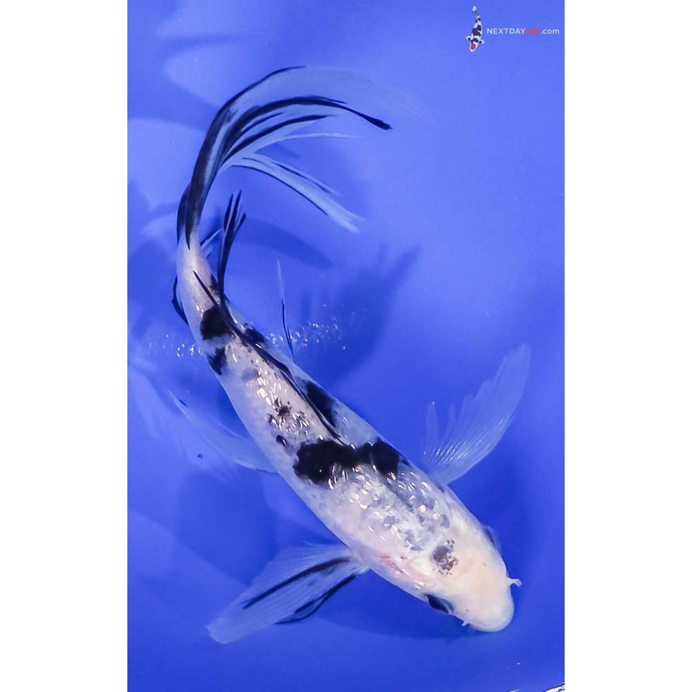 5.5” Imported Gin Rin Shiro Bekko Butterfly Koi