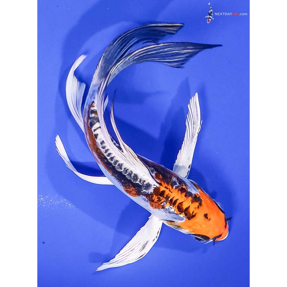 6” Imported Kin Kikokuryu Butterfly Koi
