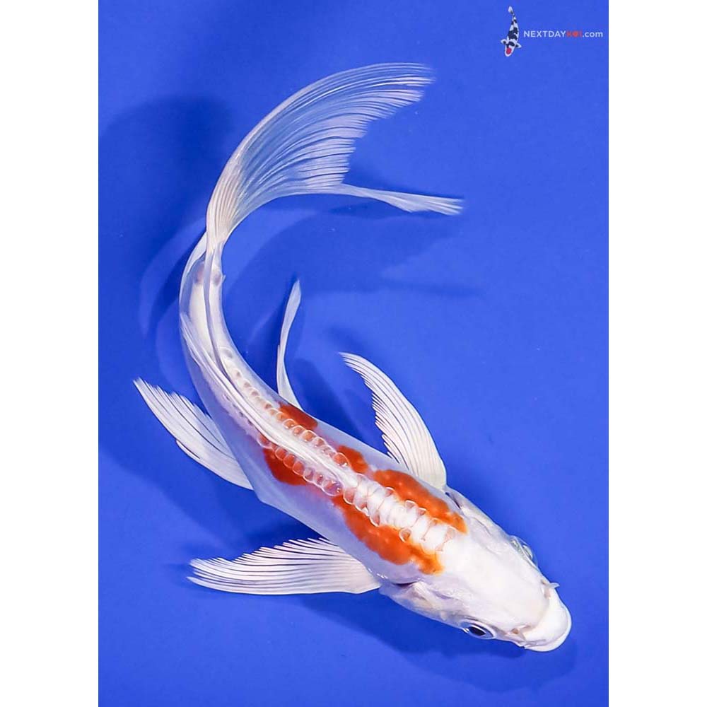 6” Imported Kikusui Butterfly Koi