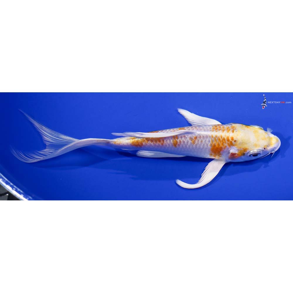 6” Imported Lemon Hariwake Butterfly Koi