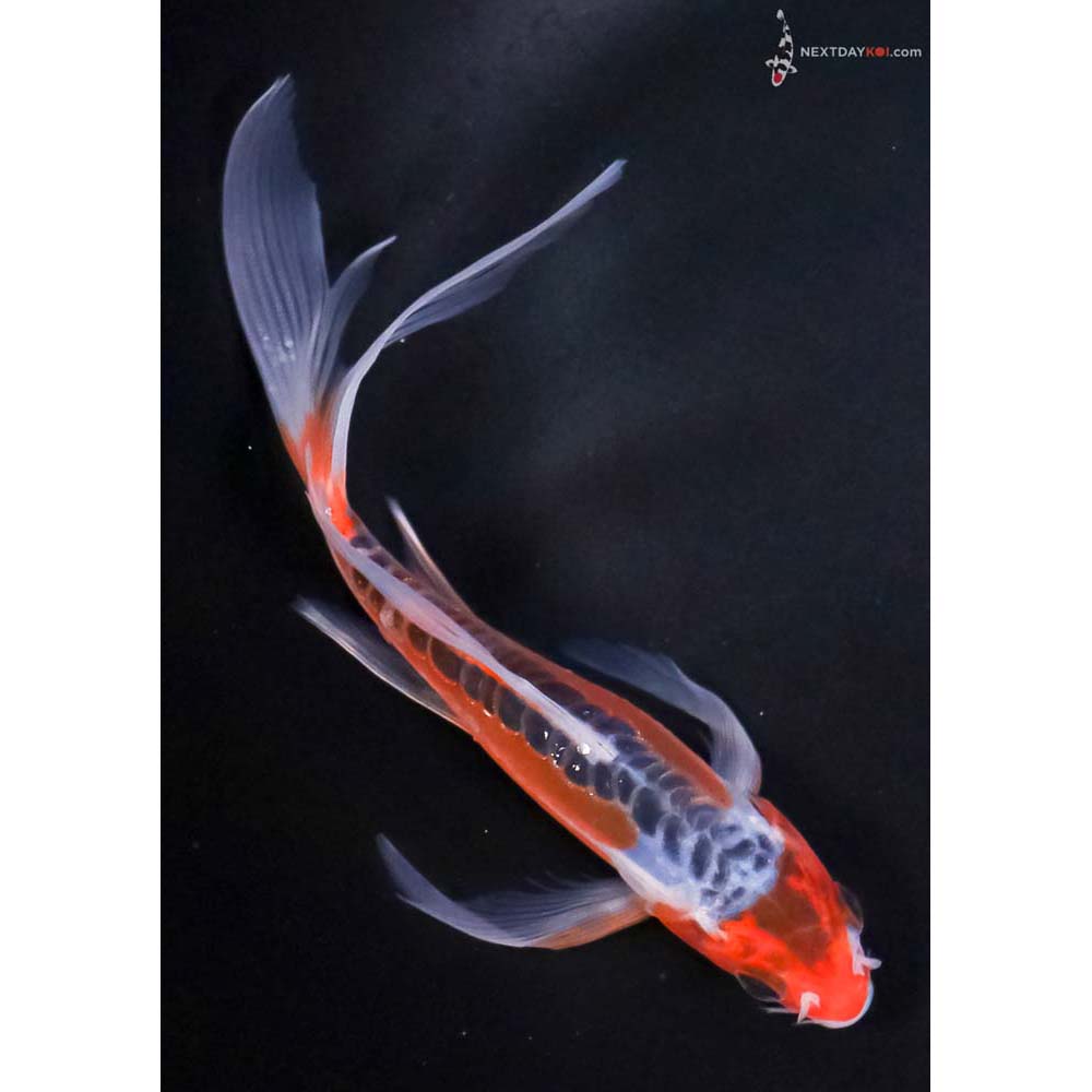 6” Imported Shusui Butterfly Koi