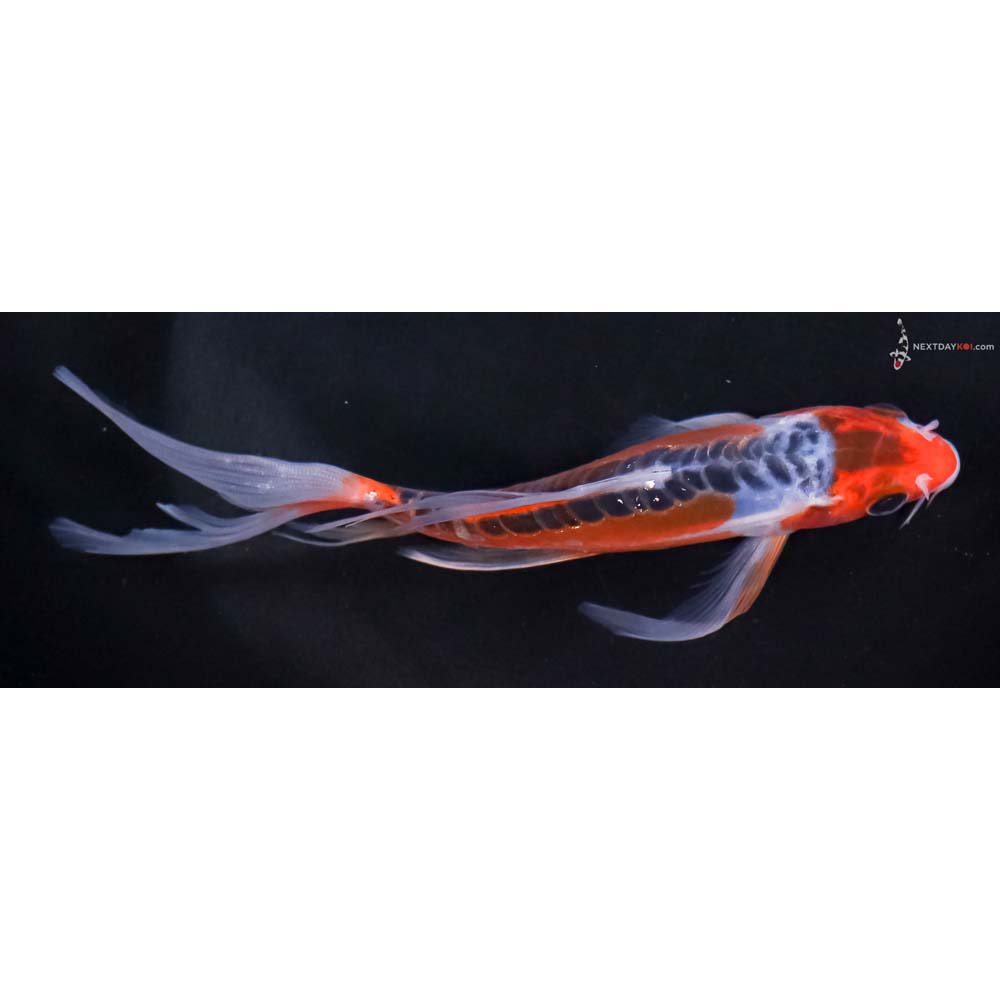 6” Imported Shusui Butterfly Koi