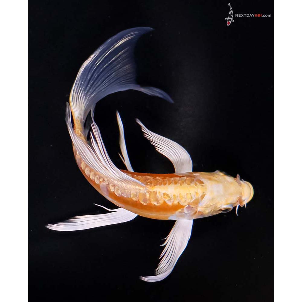 6” Imported Doitsu Yamabuki Ogon Butterfly Koi