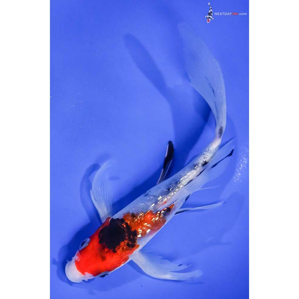 6.5” Imported Gin Rin Sanke Butterfly Koi