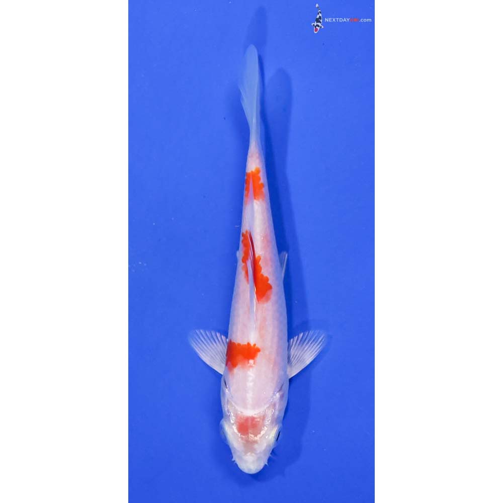 4” Imported Hariwake