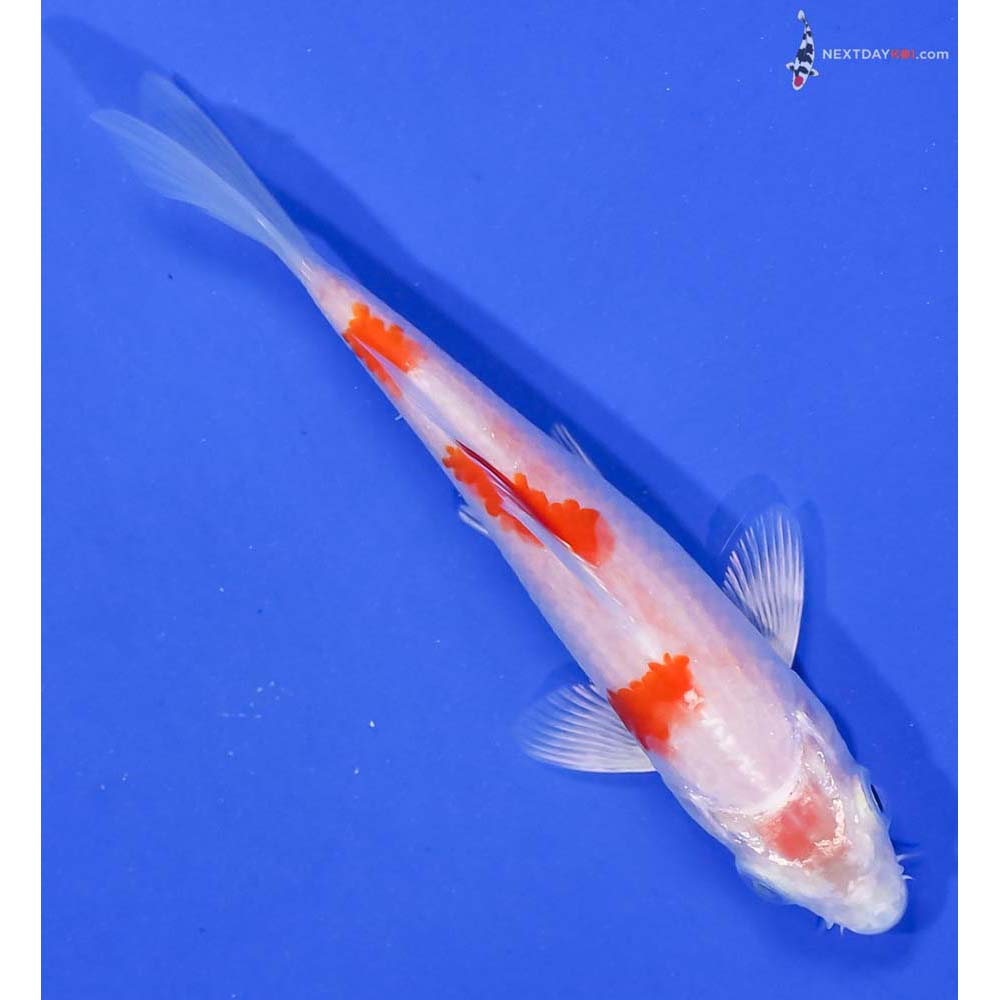 4” Imported Hariwake