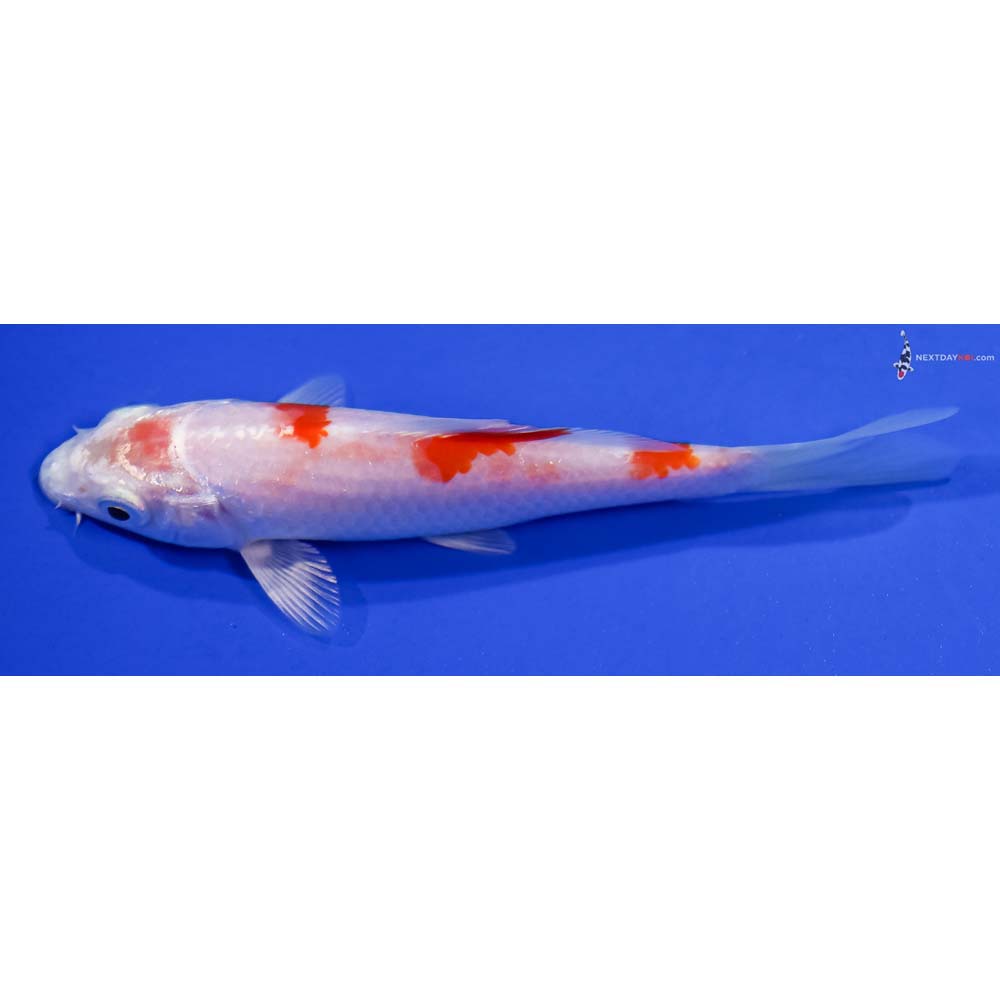 4” Imported Hariwake