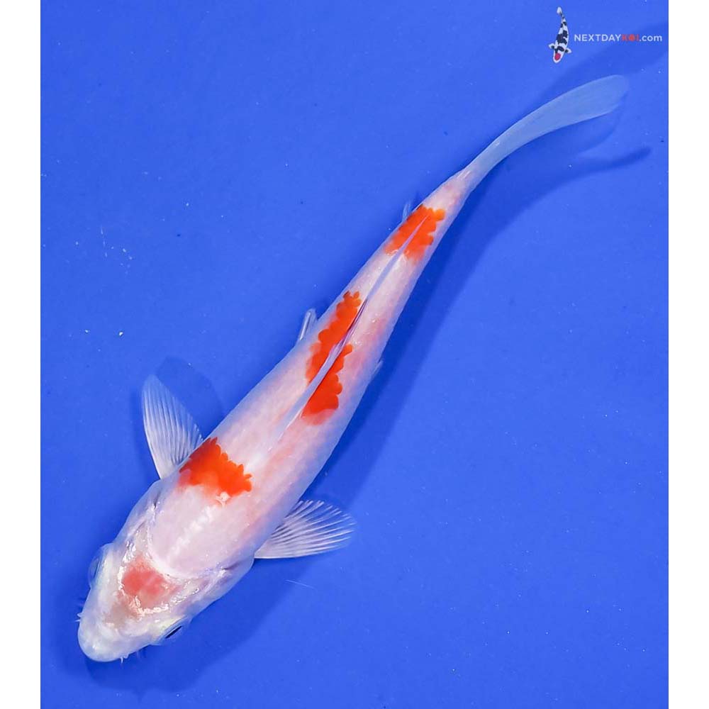 4” Imported Hariwake