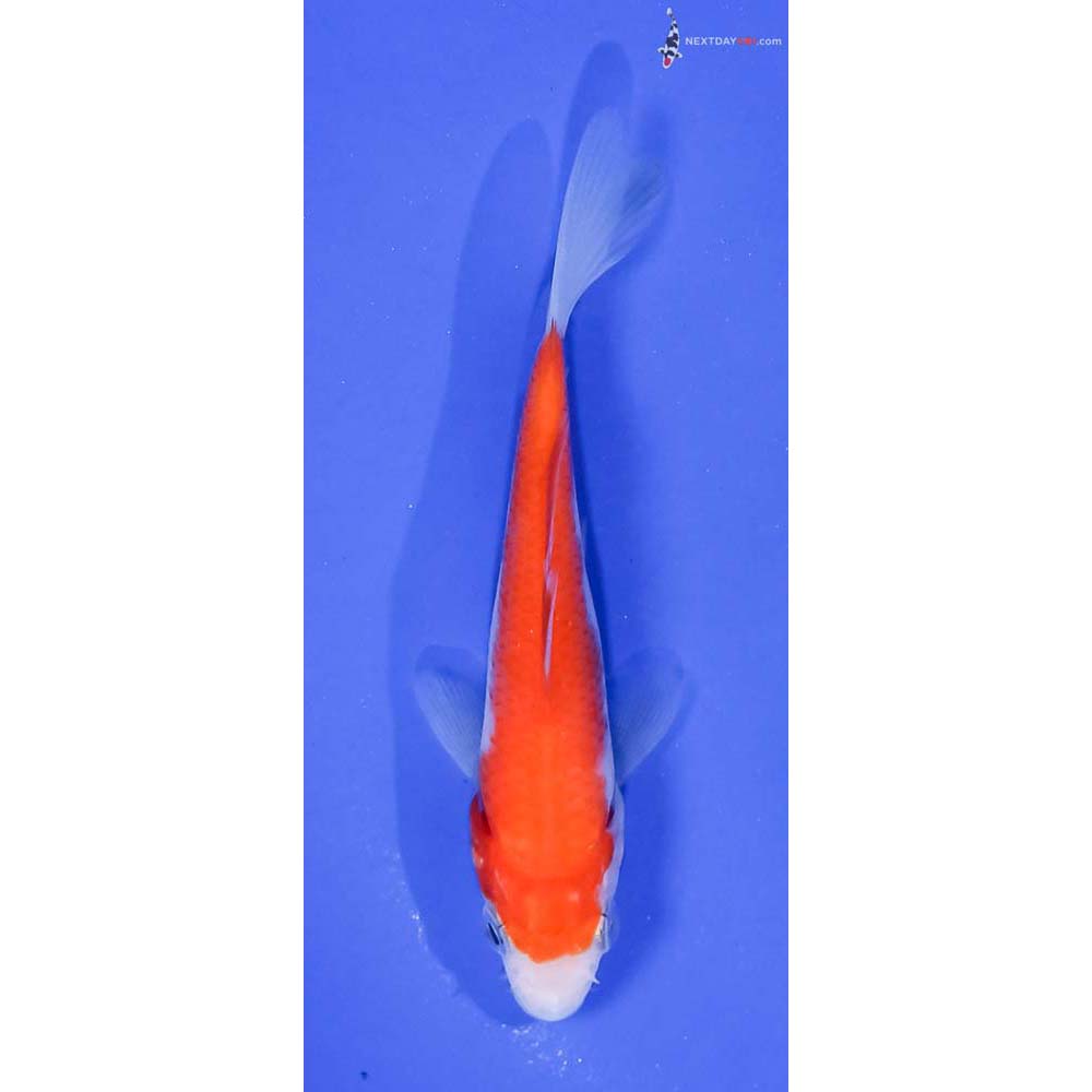 4” Imported Kohaku