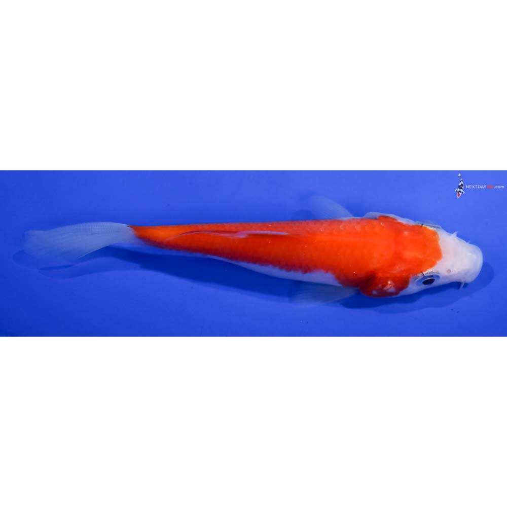 4” Imported Kohaku