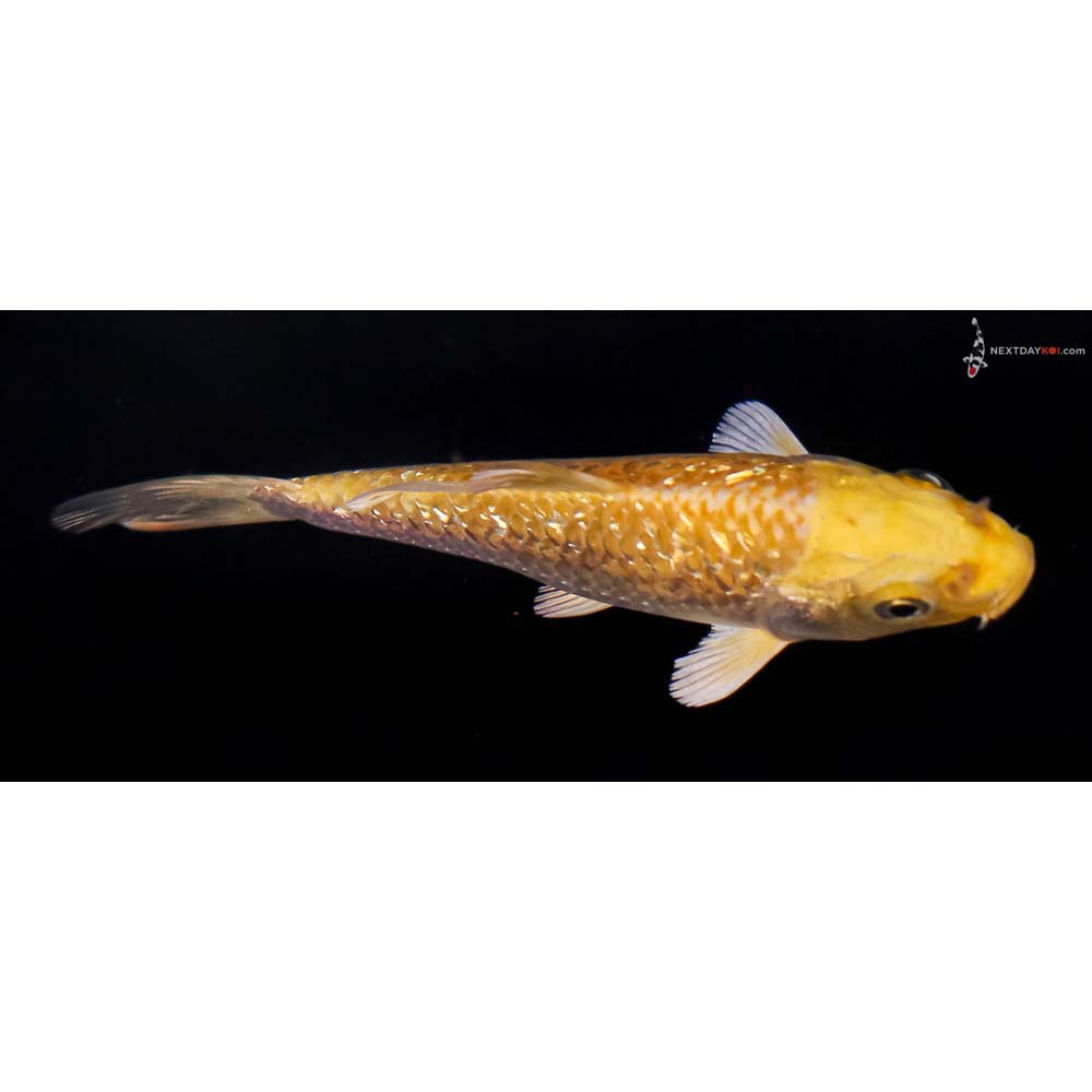 3.5” Imported Gin Rin Yamabuki Ogon