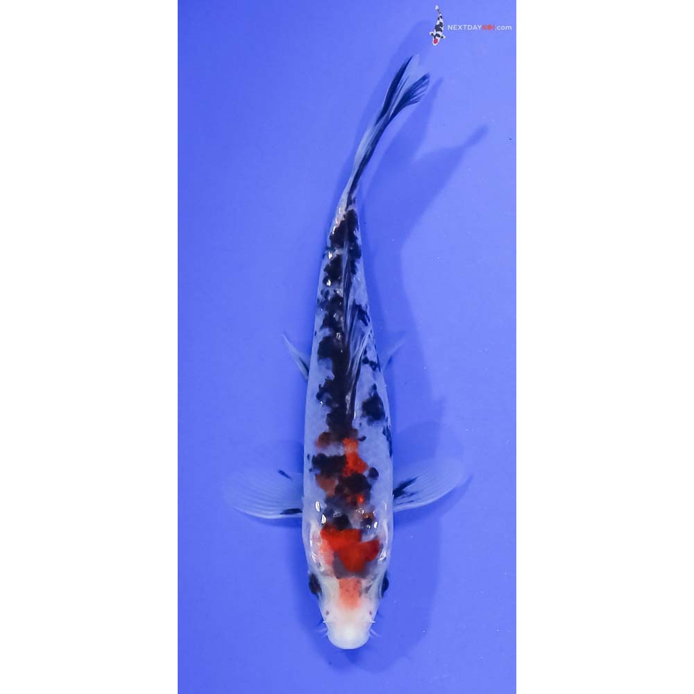 4.5” Imported Sanke