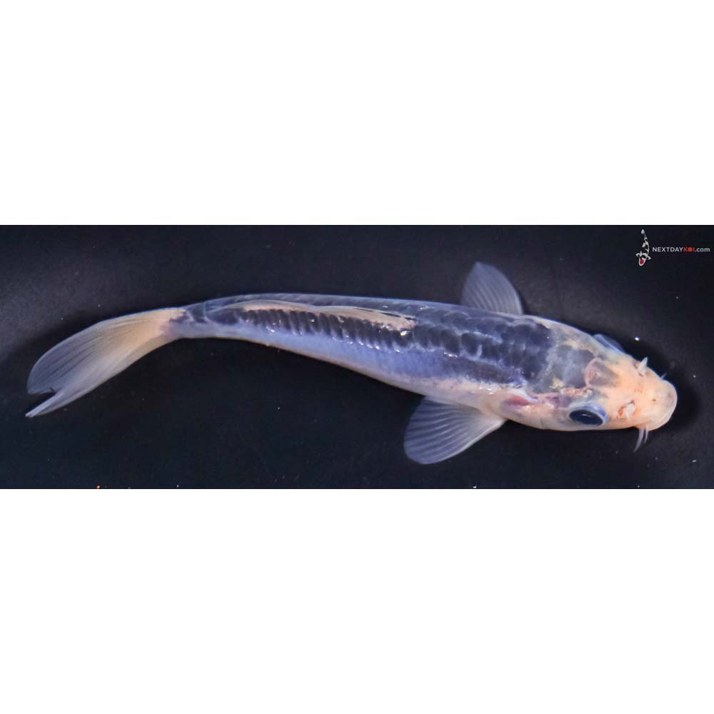 5” Imported Shusui