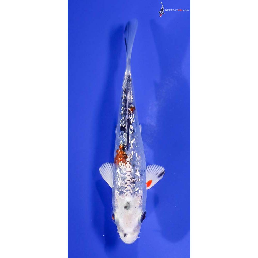 4” Imported Gin Rin Yamato Nishiki