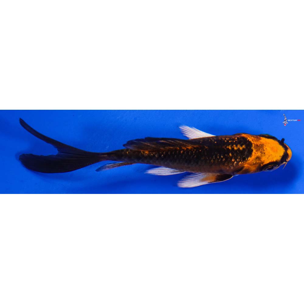 3.5” Imported Gin Rin Orenji Matsuba Butterfly Koi