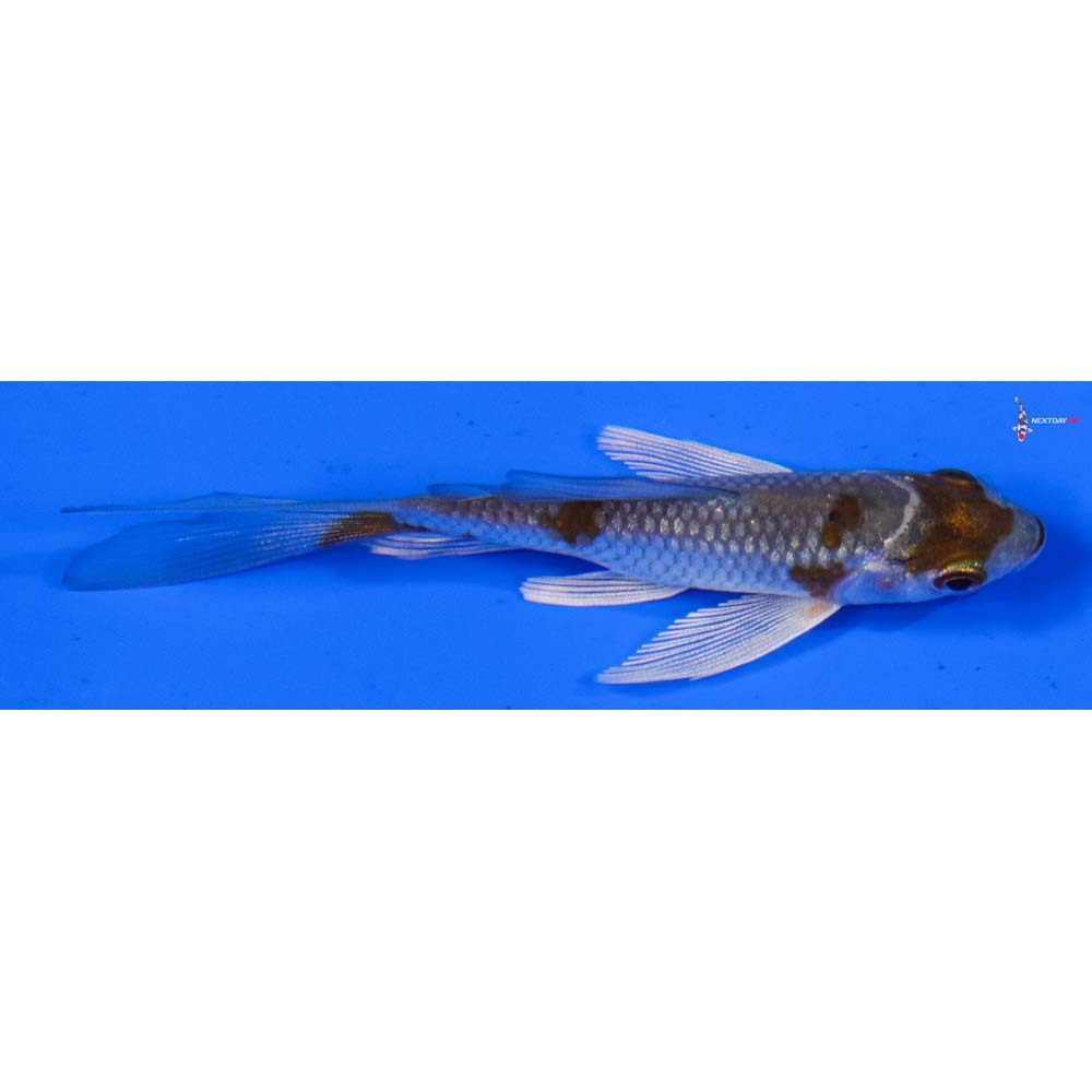 3.5” Imported Ochiba Shigure Butterfly Koi