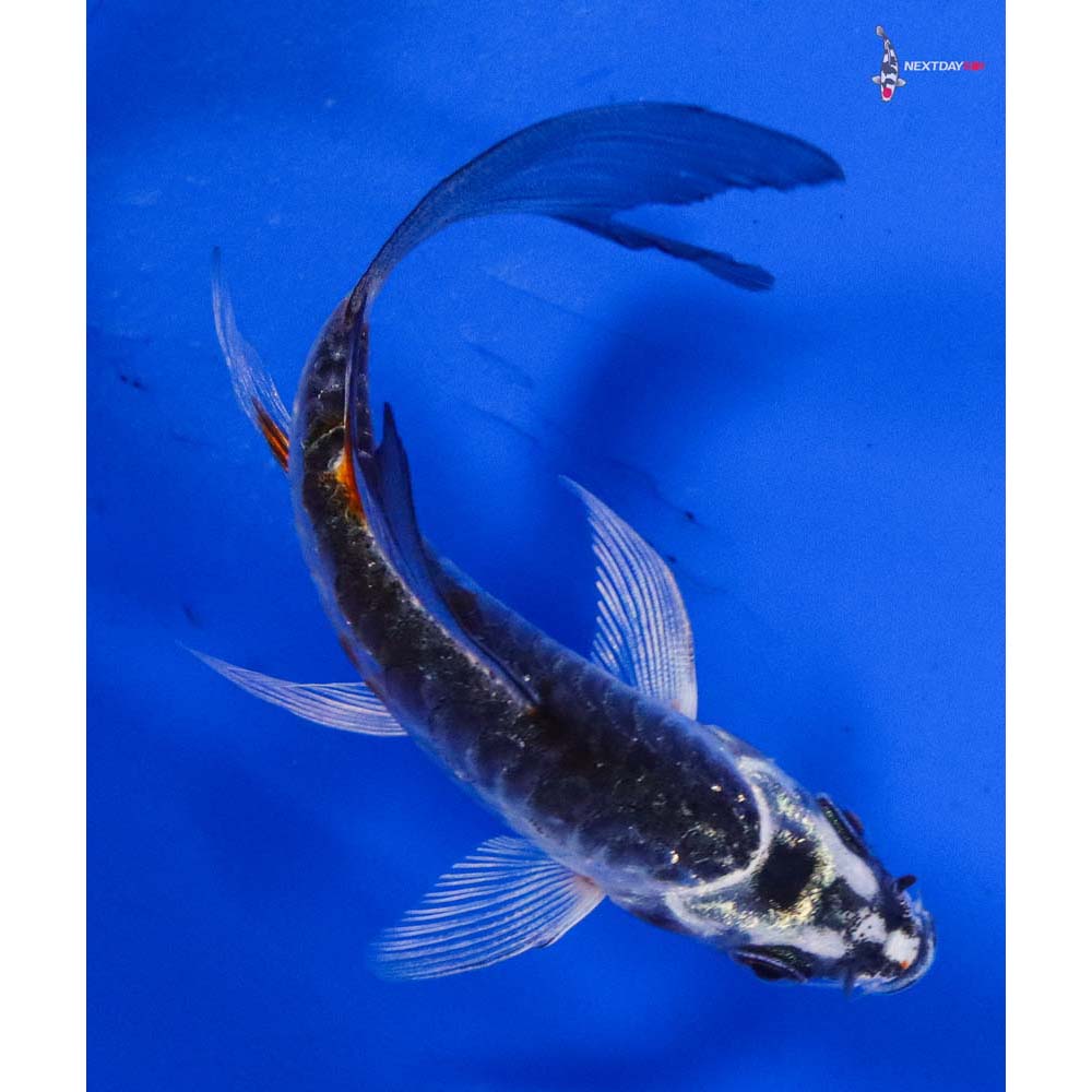 3.5” Imported Armor Scaled Kujaku Butterfly Koi