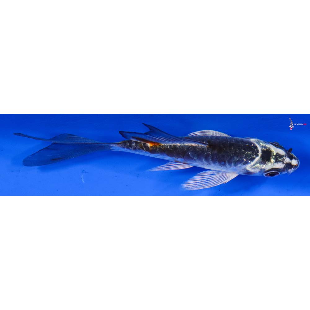 3.5” Imported Armor Scaled Kujaku Butterfly Koi