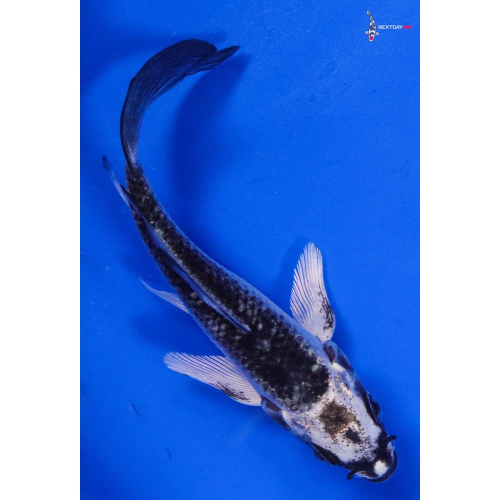 3.5” Imported Gin Matsuba Butterfly Koi