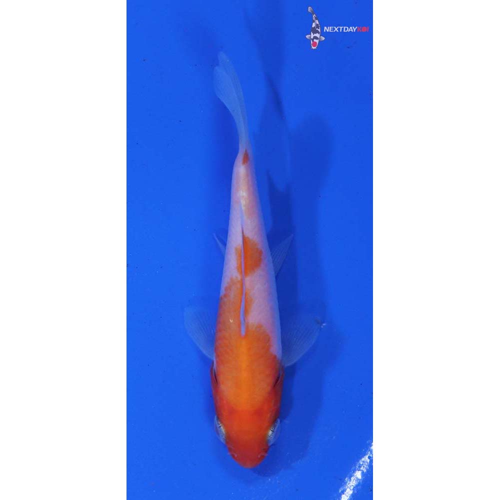 3” Imported Kohaku